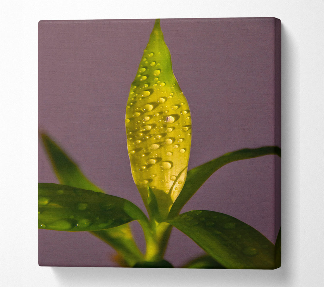  A Canvas Print of Golden Dewdrops Canvas Art