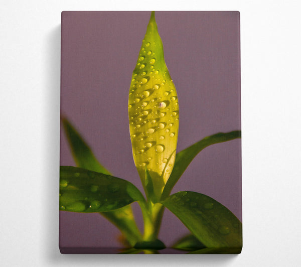  A Canvas Print of Golden Dewdrops Canvas Art