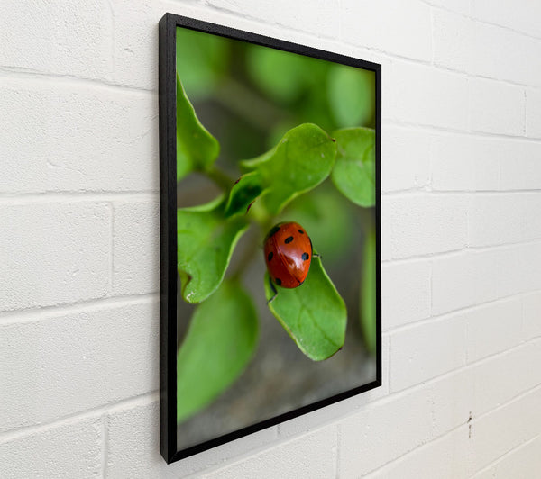 Green Leaf Ladybug