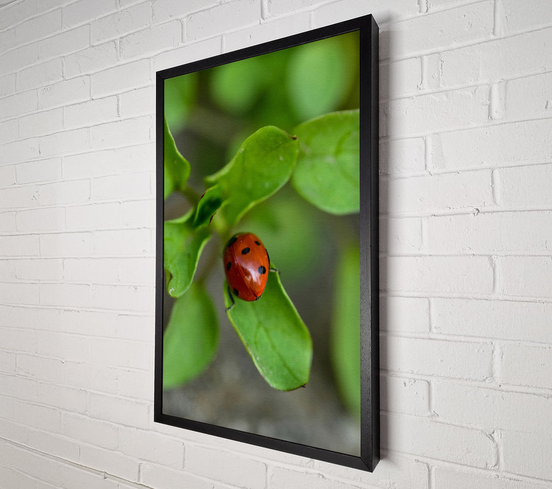  A Canvas Print of Green Leaf Ladybug Canvas Print