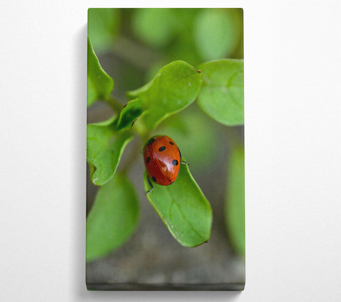  A Canvas Print of Green Leaf Ladybug Canvas Print