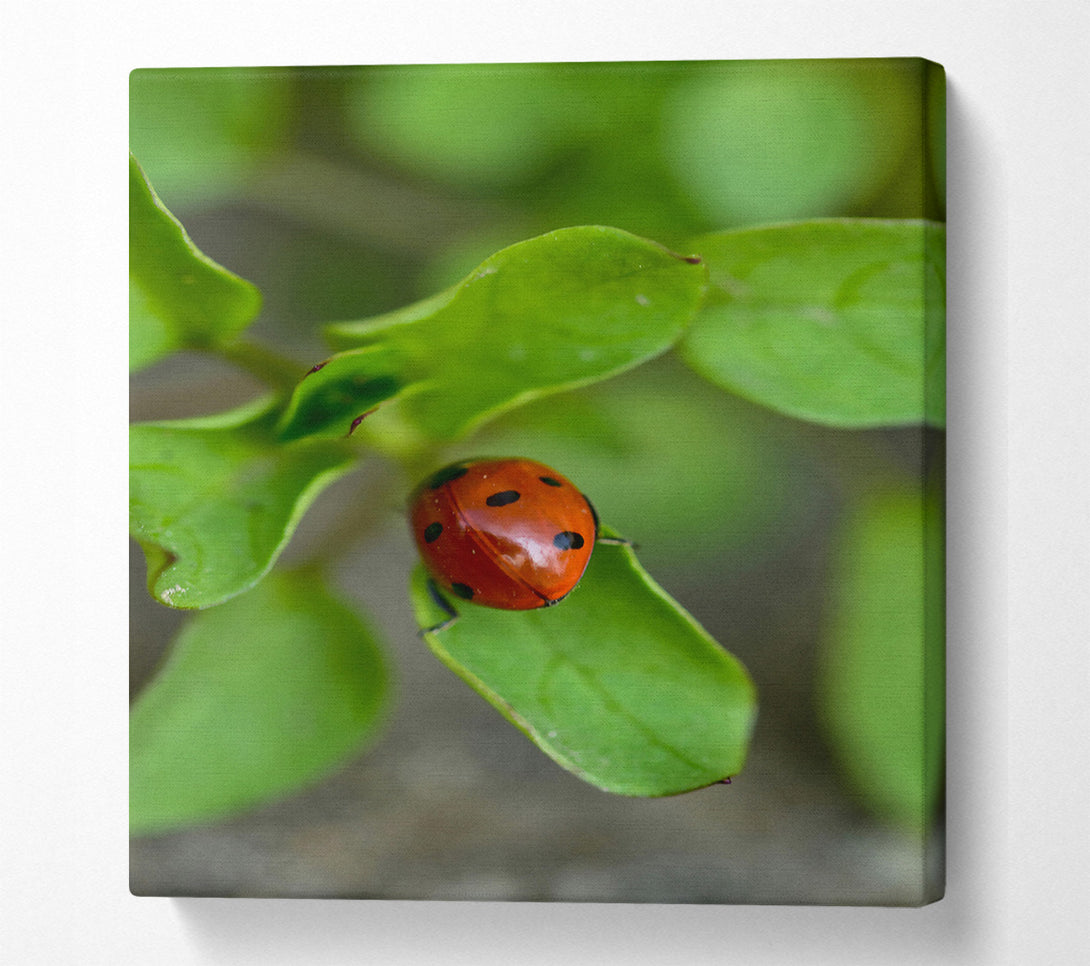  A Canvas Print of Green Leaf Ladybug Canvas Print