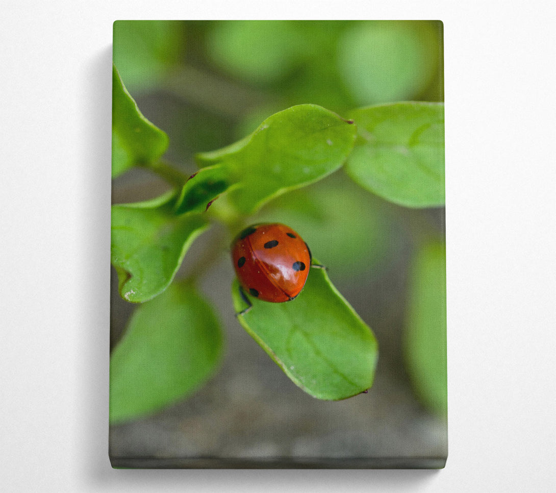  A Canvas Print of Green Leaf Ladybug Canvas Print