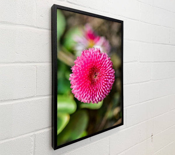 Pink Bloom Focus