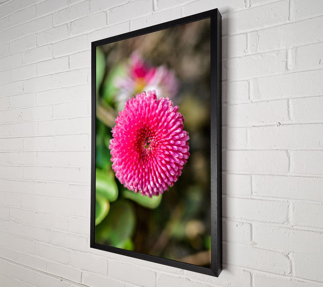  A Canvas Print of Pink Bloom Focus Canvas Print