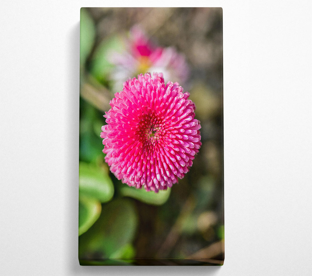  A Canvas Print of Pink Bloom Focus Canvas Print