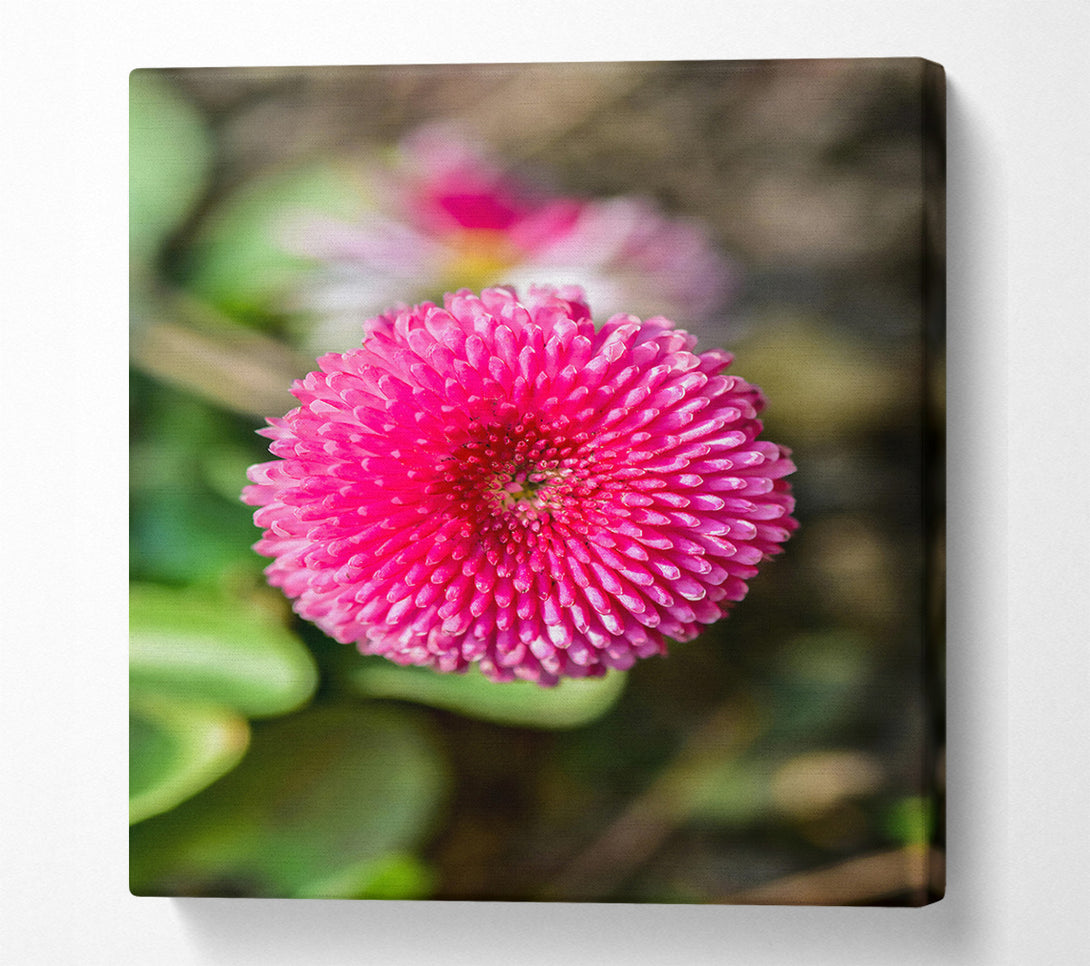  A Canvas Print of Pink Bloom Focus Canvas Print
