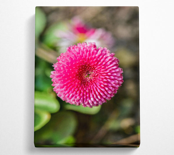  A Canvas Print of Pink Bloom Focus Canvas Print