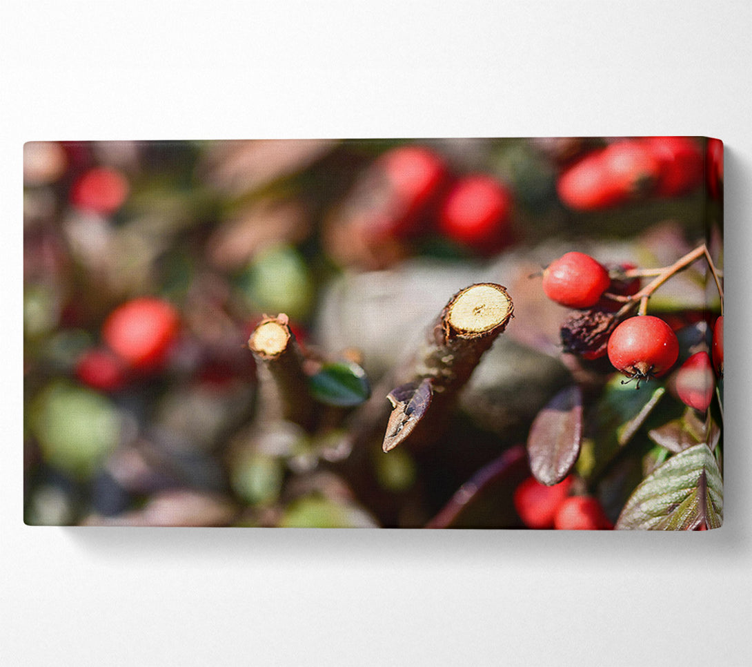  A Canvas Print of Red Berries & Branch Cut Canvas Art