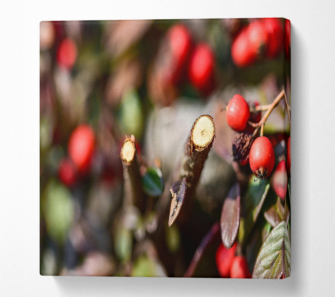  A Canvas Print of Red Berries & Branch Cut Canvas Art