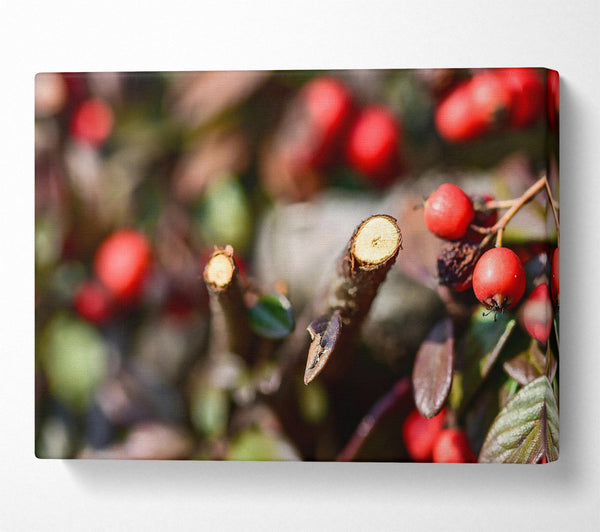  A Canvas Print of Red Berries & Branch Cut Canvas Art