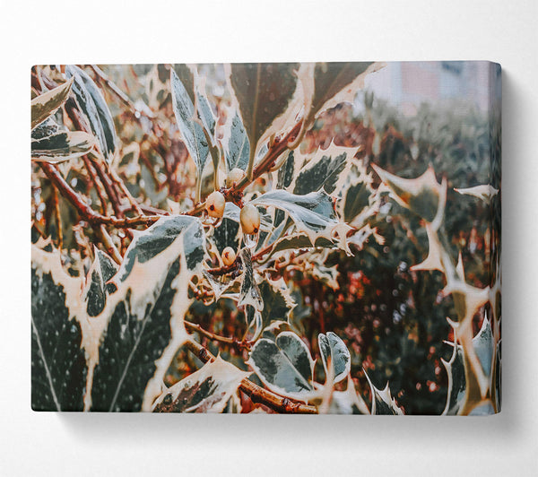  A Canvas Print of Emerald Holly Dewdrops Canvas Wall Art
