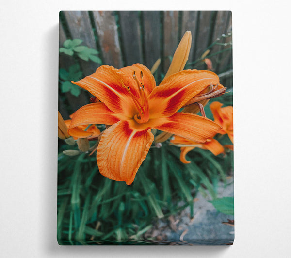  A Canvas Print of Orange Lily Bloom Canvas Print