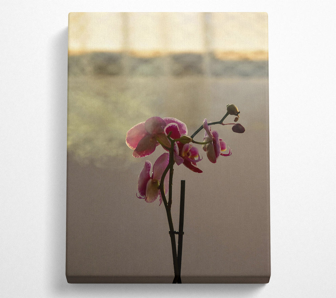  A Canvas Print of Pink Orchid Bloom Canvas Wall Art
