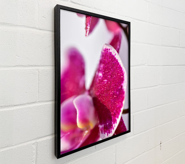 Fuchsia Orchid Dewdrops