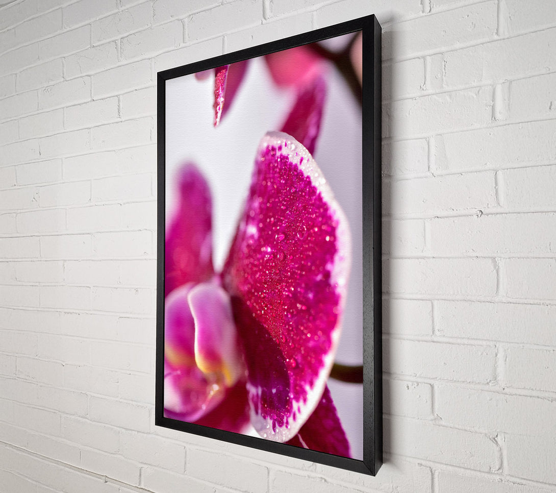  A Canvas Print of Fuchsia Orchid Dewdrops Canvas Art