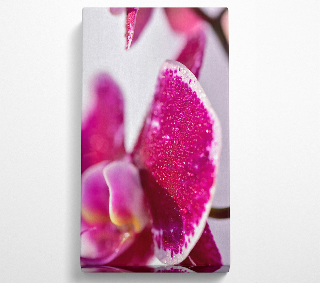  A Canvas Print of Fuchsia Orchid Dewdrops Canvas Art