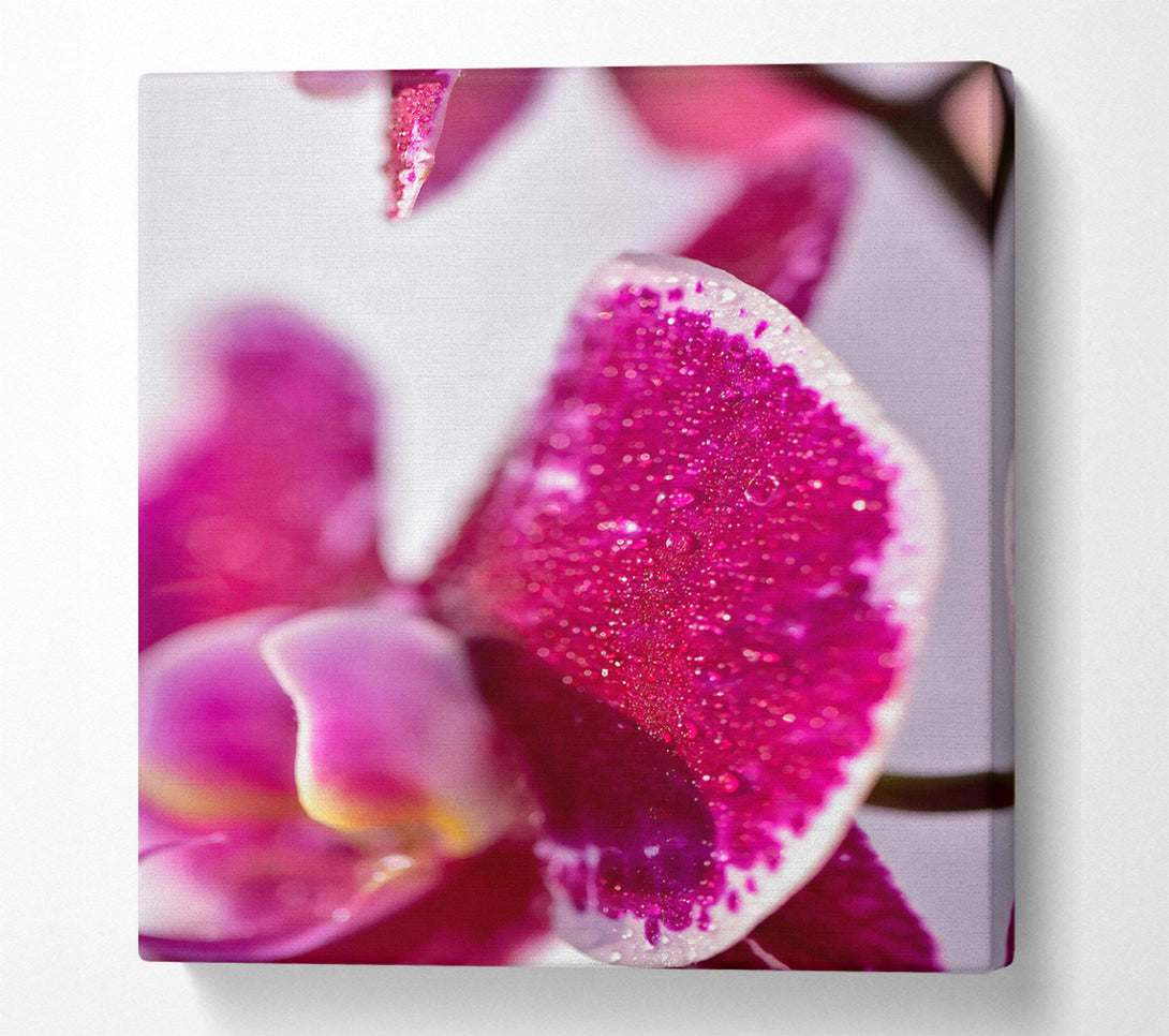  A Canvas Print of Fuchsia Orchid Dewdrops Canvas Art