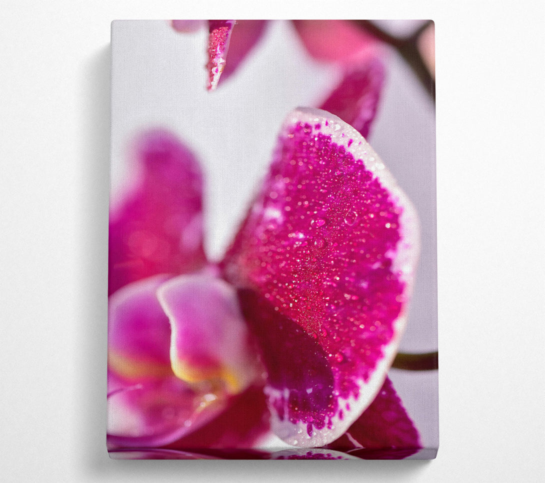  A Canvas Print of Fuchsia Orchid Dewdrops Canvas Art