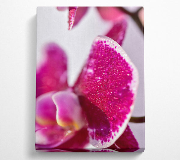  A Canvas Print of Fuchsia Orchid Dewdrops Canvas Art
