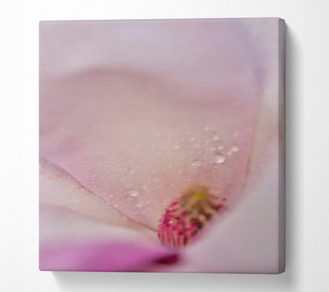  A Canvas Print of White Petal Dewdrops Canvas Wall Art