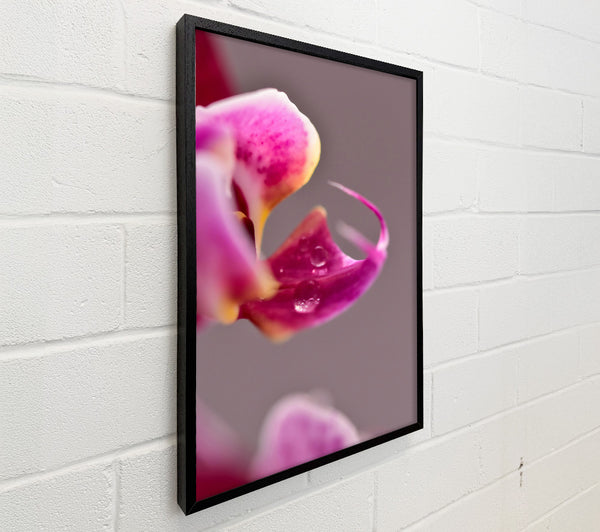 Pink Orchid Dewdrop