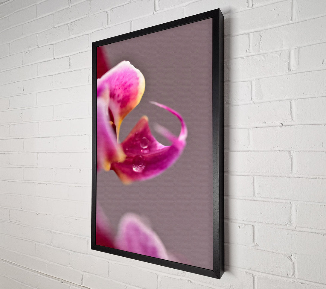  A Canvas Print of Pink Orchid Dewdrop Canvas Wall Art