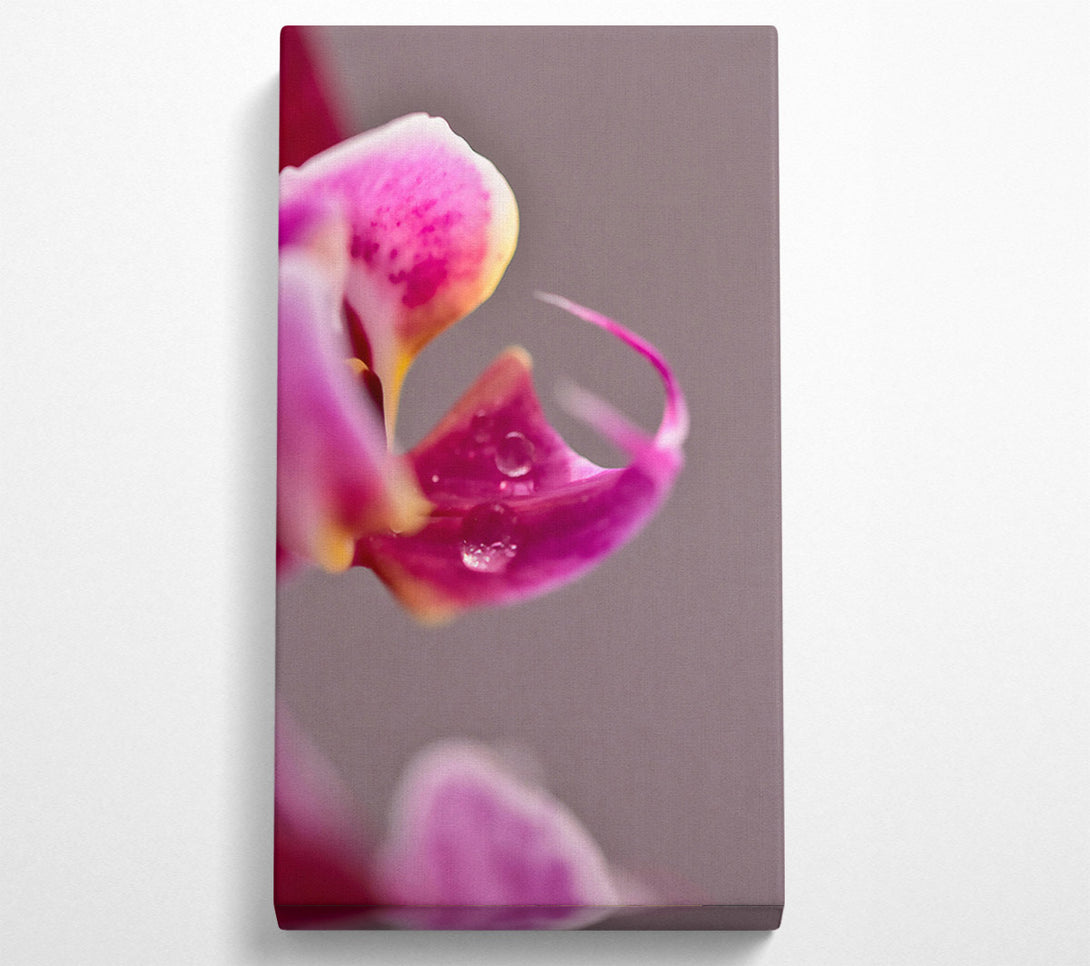  A Canvas Print of Pink Orchid Dewdrop Canvas Wall Art