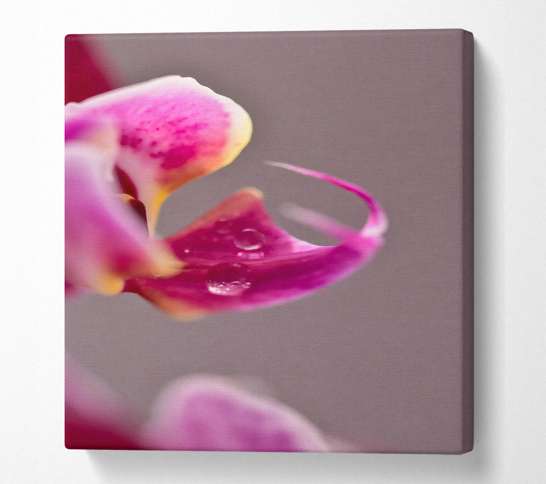  A Canvas Print of Pink Orchid Dewdrop Canvas Wall Art