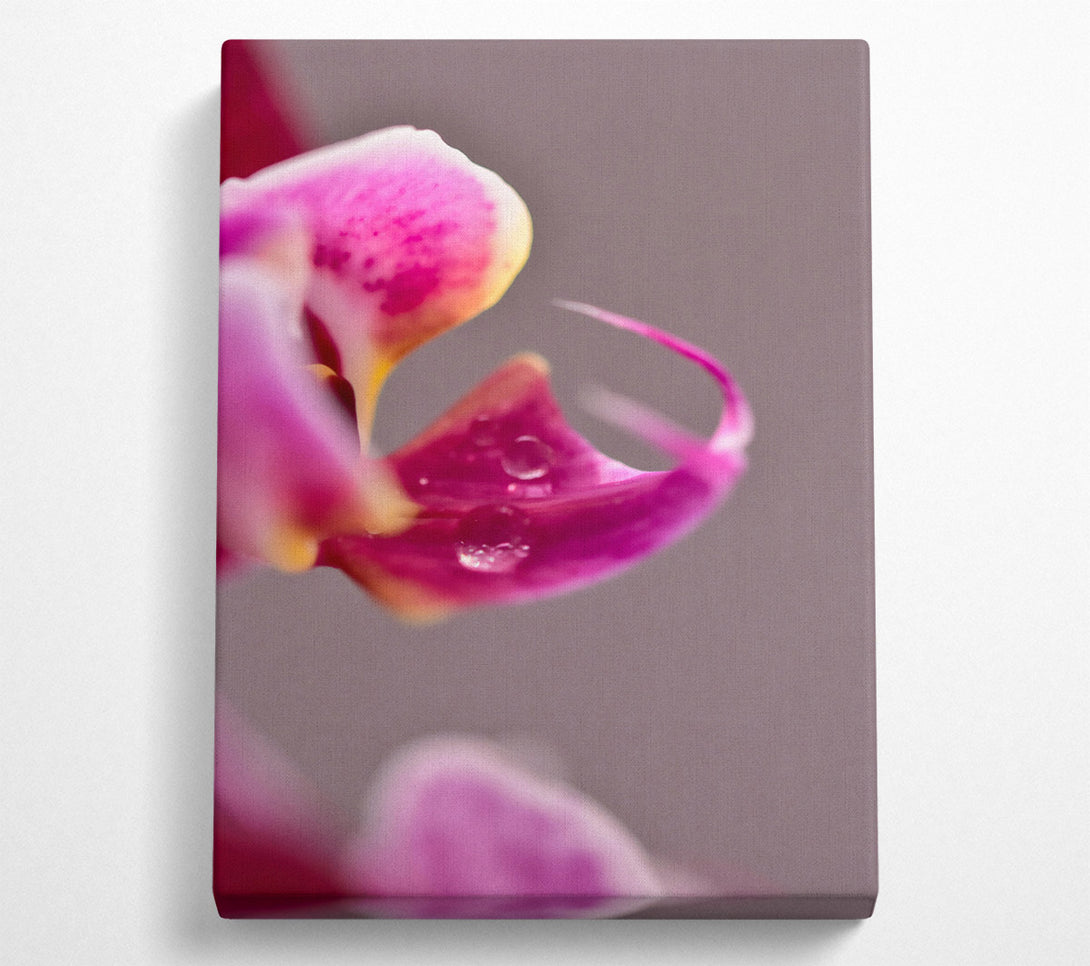  A Canvas Print of Pink Orchid Dewdrop Canvas Wall Art
