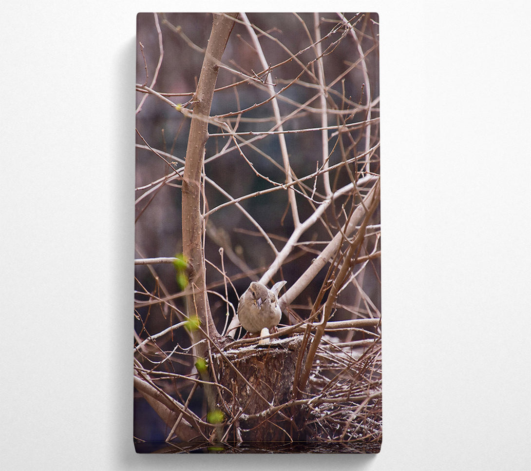  A Canvas Print of Brown Bird'S Nest Canvas Wall Art