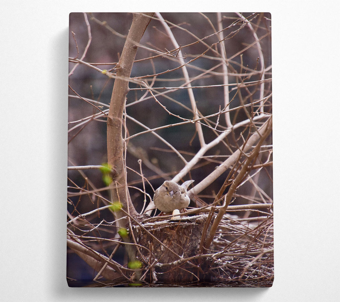  A Canvas Print of Brown Bird'S Nest Canvas Wall Art