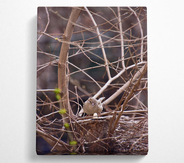  A Canvas Print of Brown Bird'S Nest Canvas Wall Art