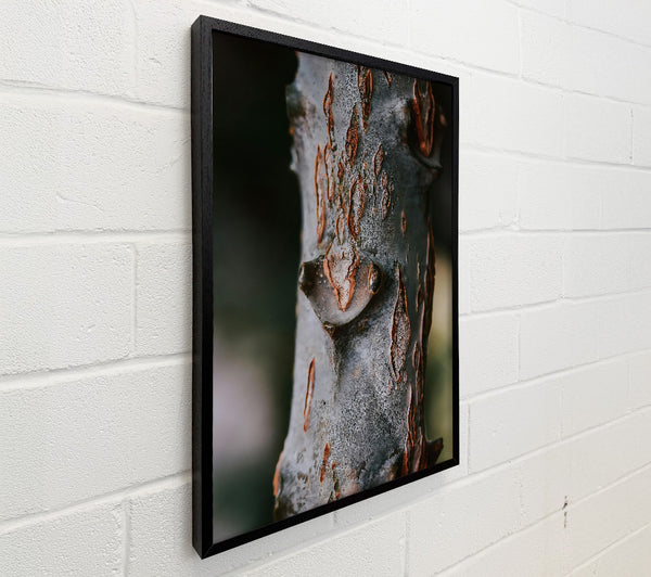 Rustic Grey Bark