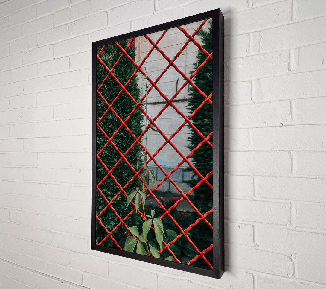  A Canvas Print of Red Vines Through The Fence Canvas Print