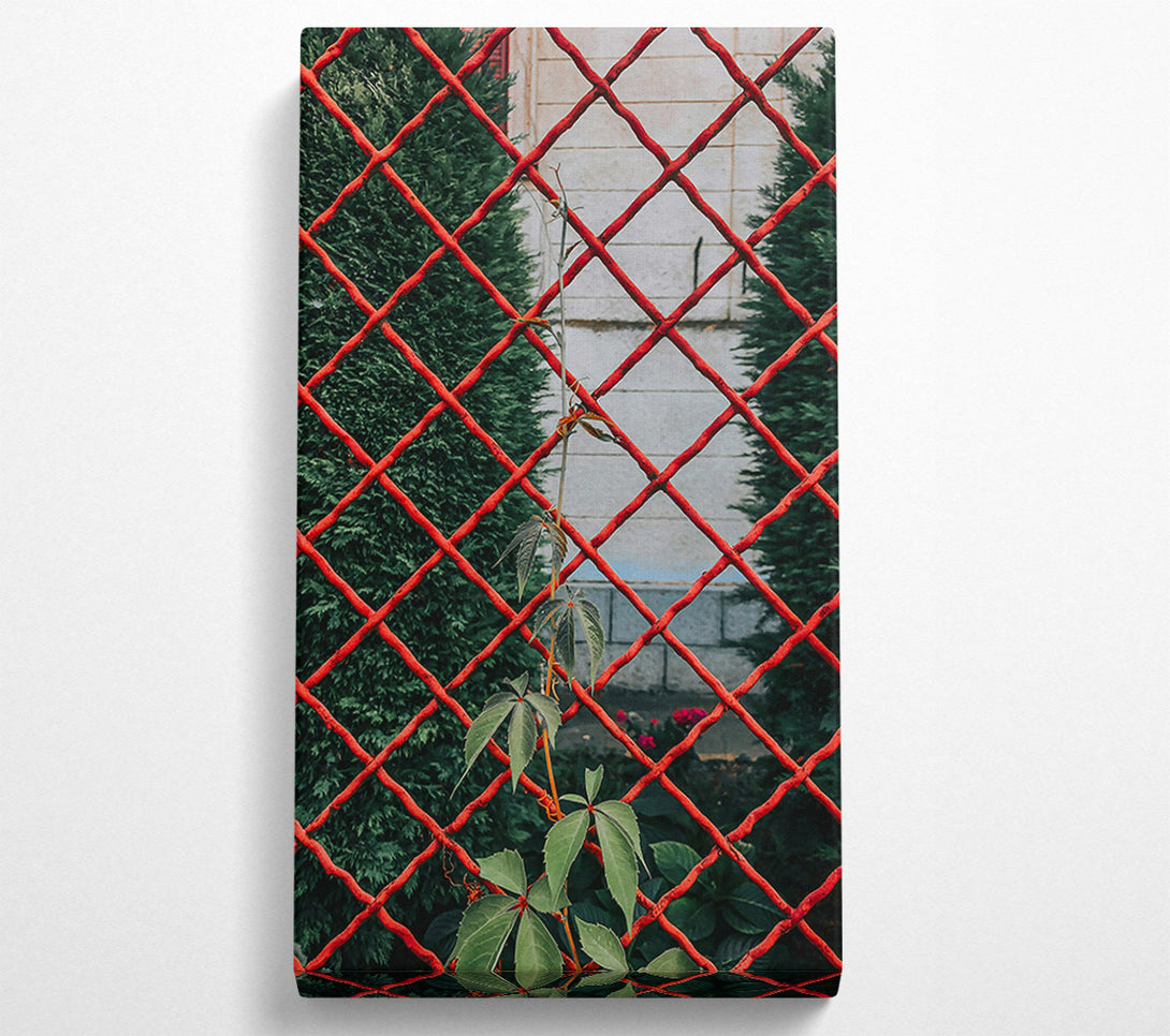  A Canvas Print of Red Vines Through The Fence Canvas Print