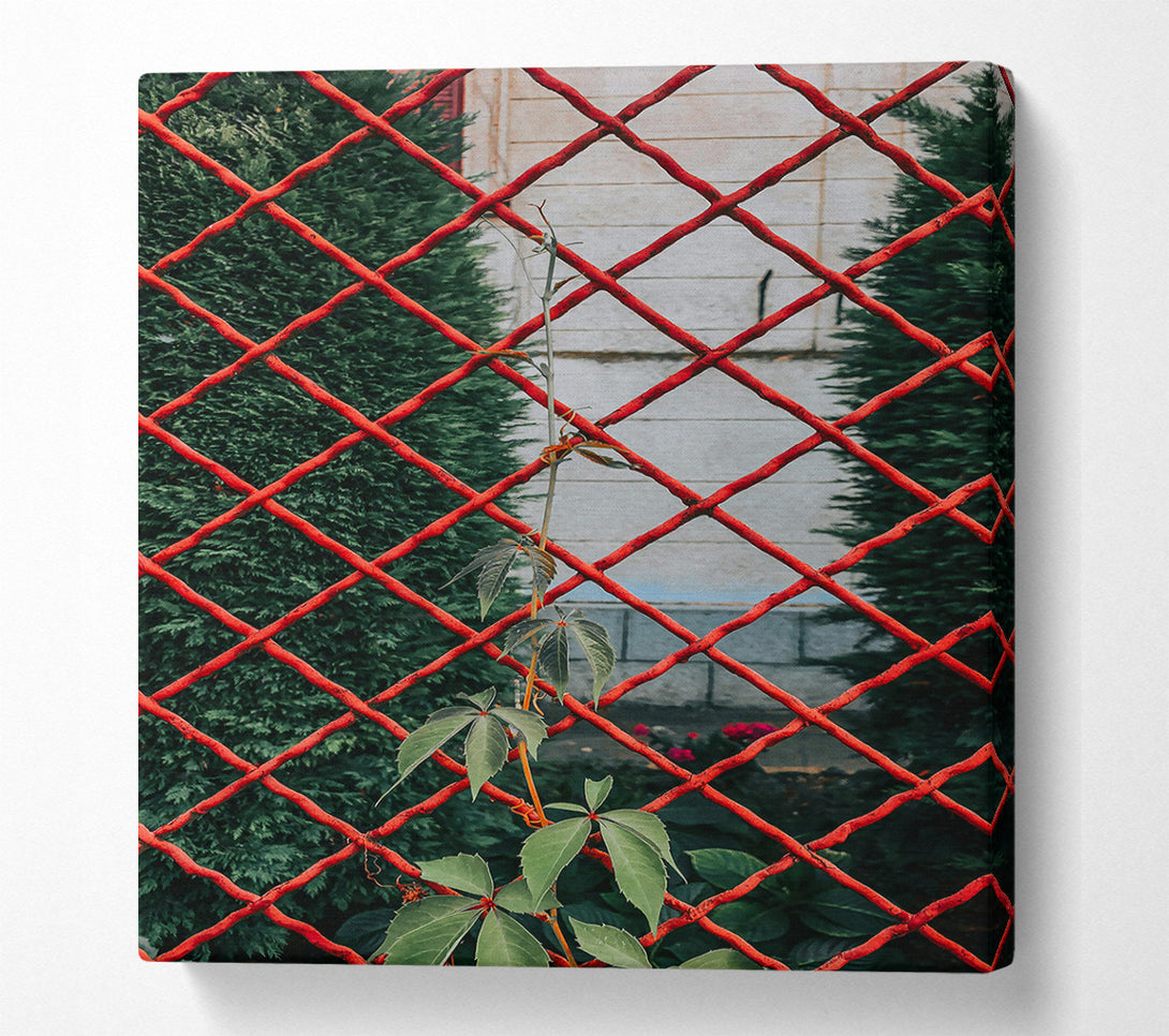  A Canvas Print of Red Vines Through The Fence Canvas Print
