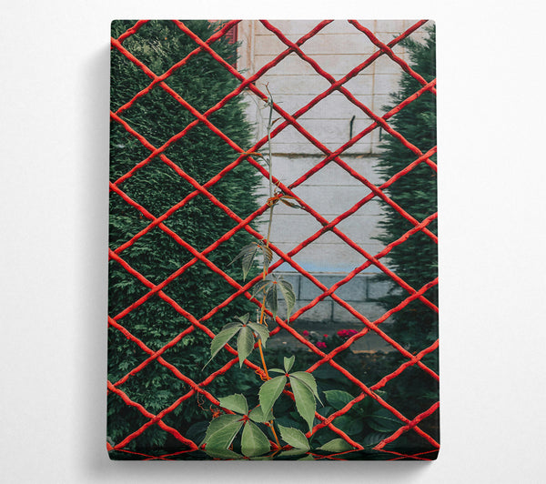  A Canvas Print of Red Vines Through The Fence Canvas Print