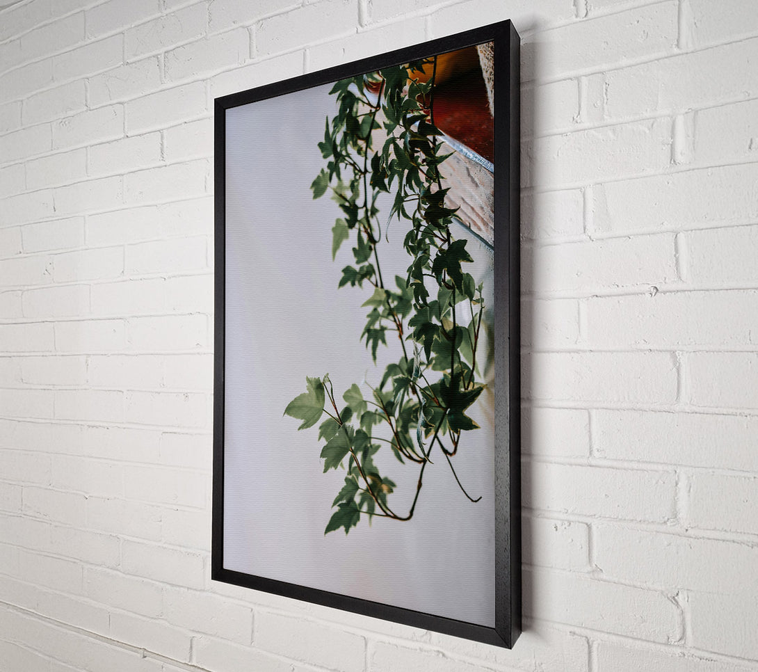  A Canvas Print of Green Ivy Tendrils Canvas Art