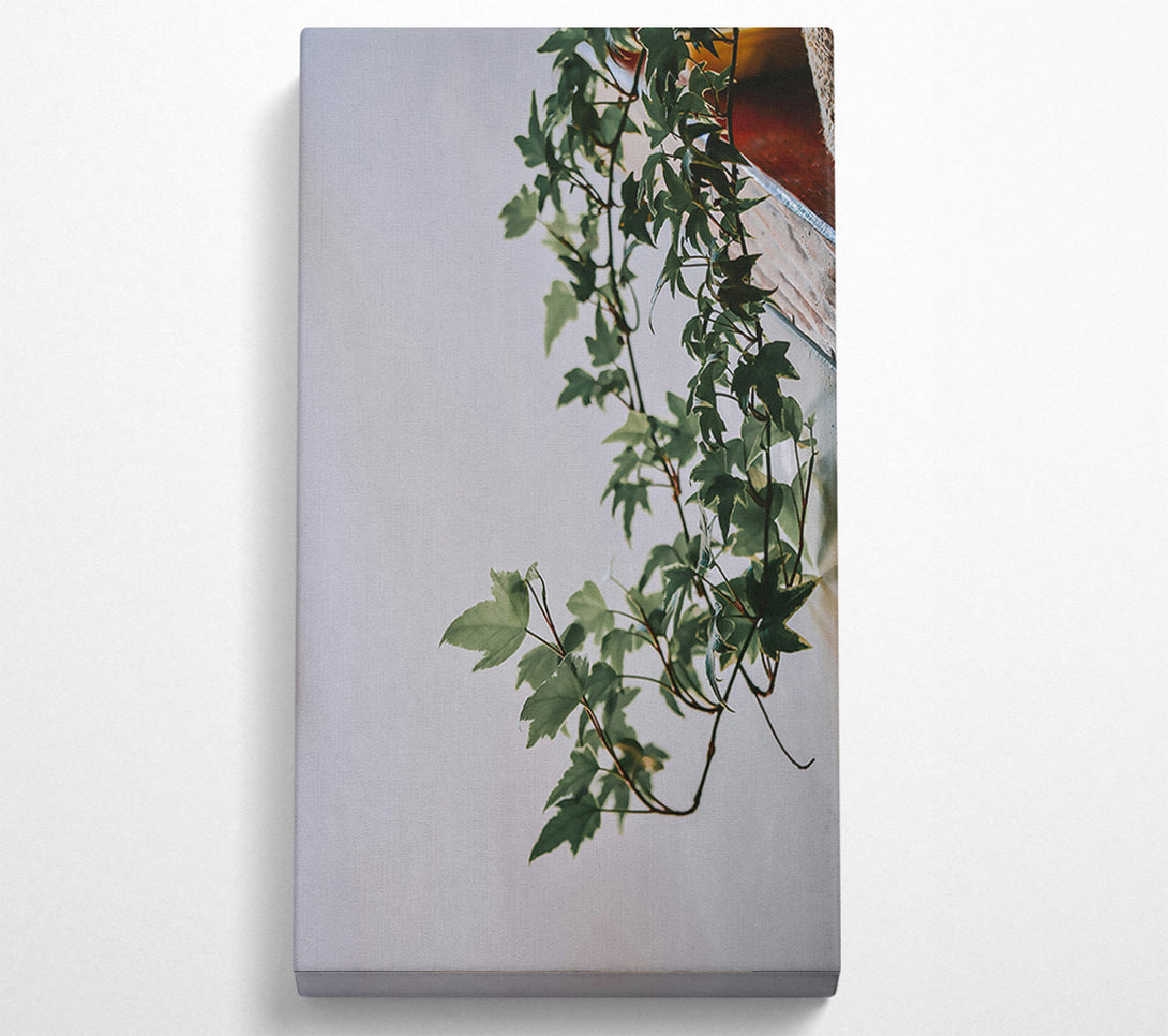  A Canvas Print of Green Ivy Tendrils Canvas Art