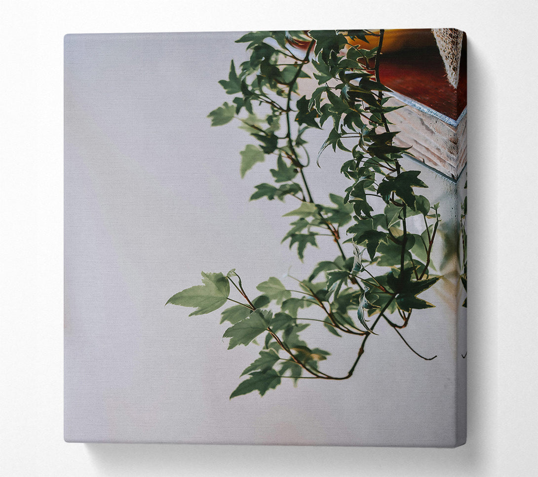  A Canvas Print of Green Ivy Tendrils Canvas Art