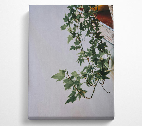  A Canvas Print of Green Ivy Tendrils Canvas Art