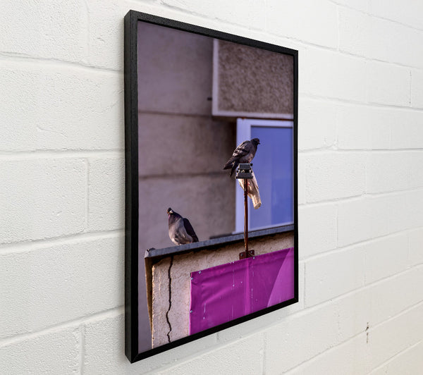 Pink Pigeon Perch