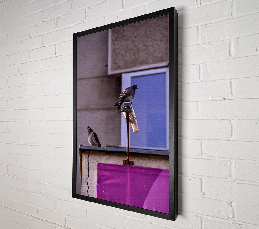  A Canvas Print of Pink Pigeon Perch Canvas Print