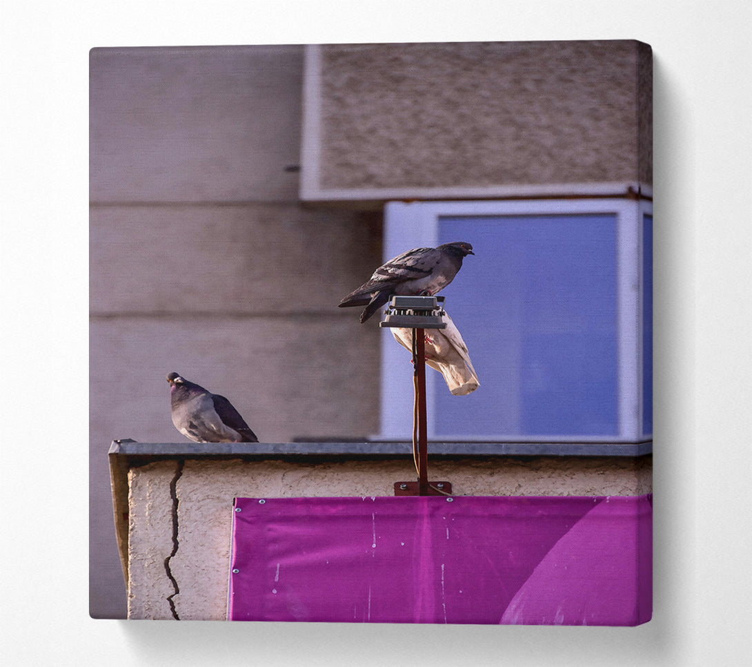  A Canvas Print of Pink Pigeon Perch Canvas Print