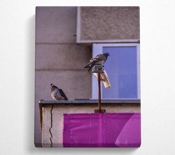  A Canvas Print of Pink Pigeon Perch Canvas Print