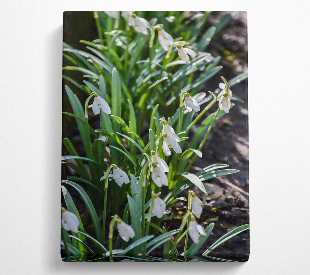  A Canvas Print of Green And White Snowdrops Canvas Print
