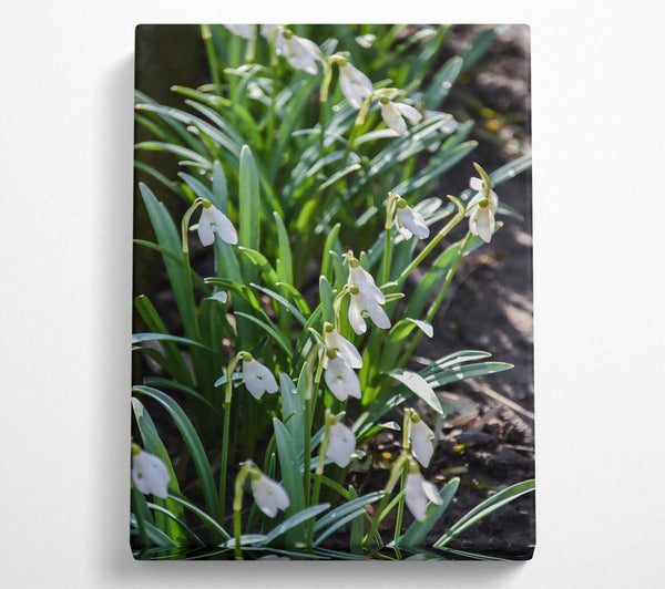  A Canvas Print of Green And White Snowdrops Canvas Print