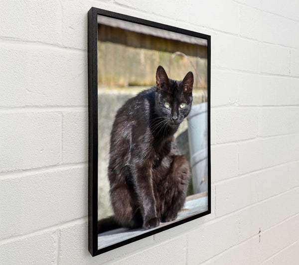 Midnight Black Feline