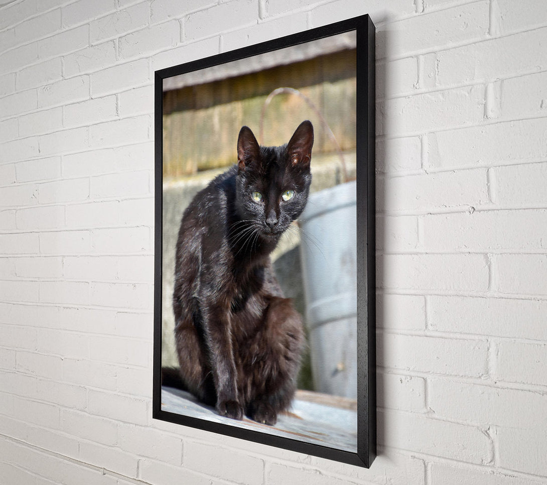  A Canvas Print of Midnight Black Feline Canvas Art
